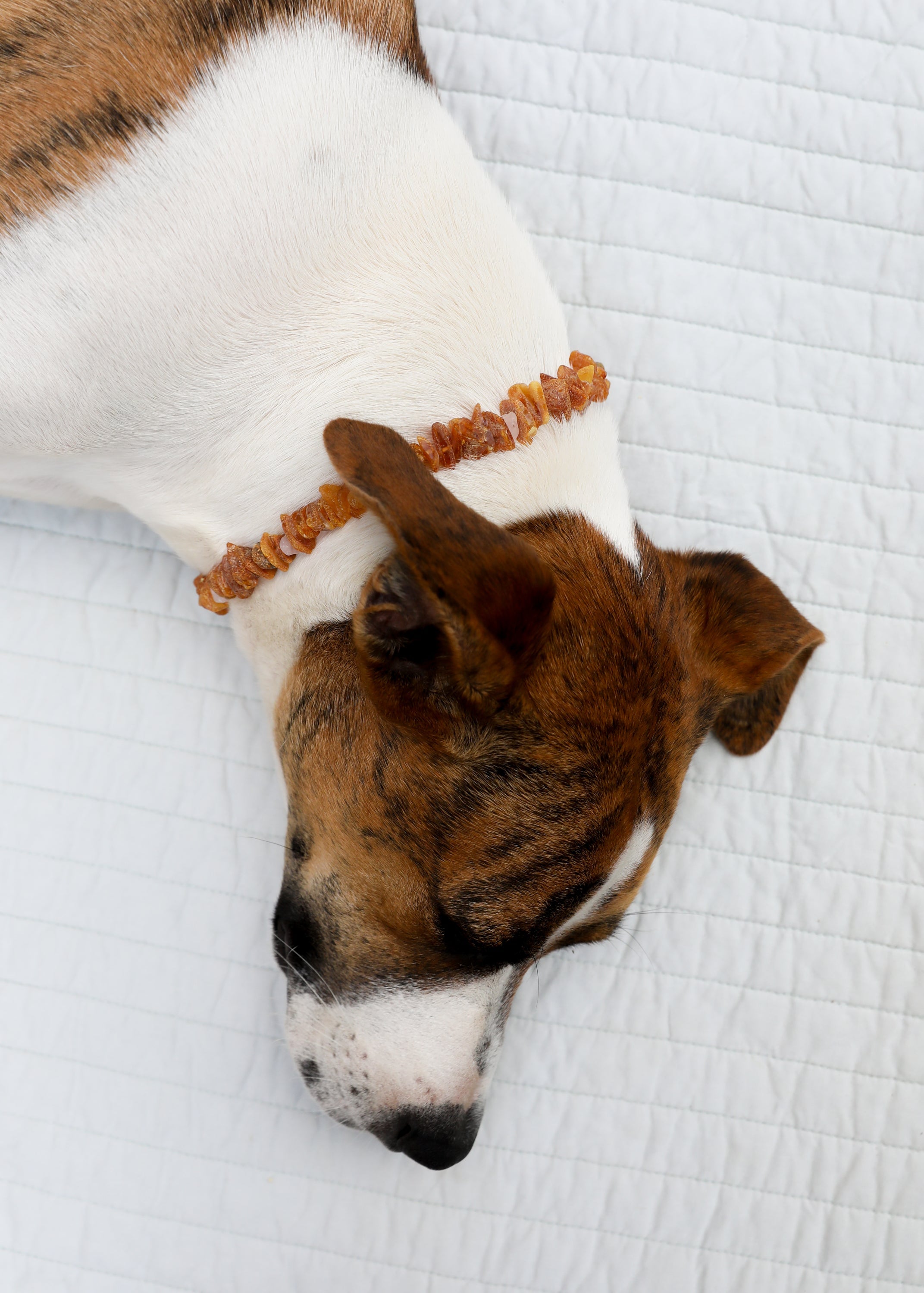 Pet Necklace: Raw Baltic Amber + Raw Rose Quartz by CanyonLeaf